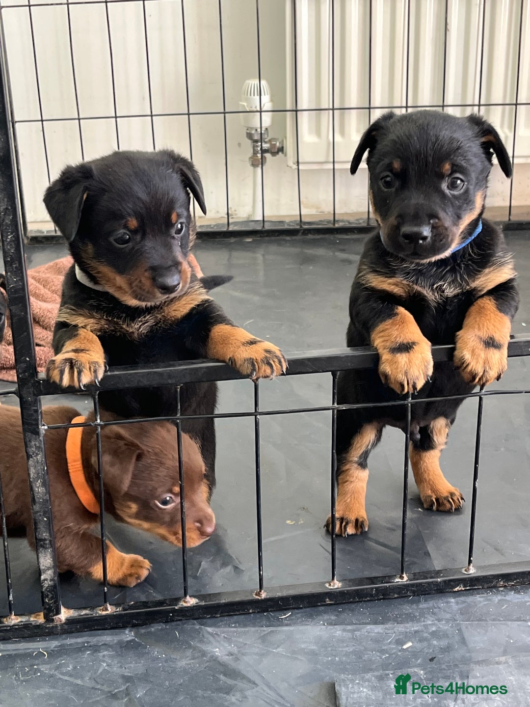 Lancashire Heeler dogs for sale: Lancashire Heeler Puppy for sale - Image 5
