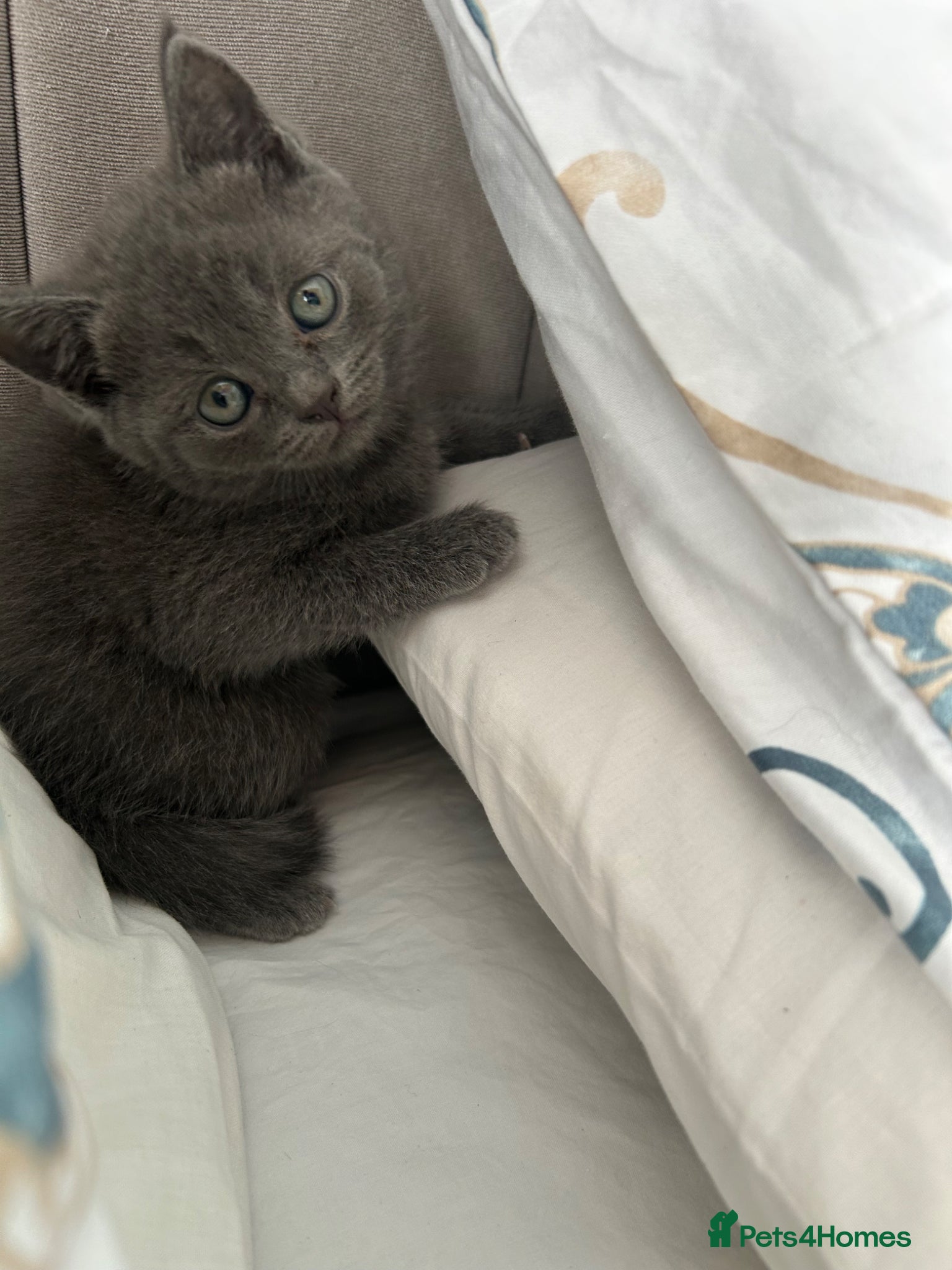 Scottish Fold cats Scottish folds and straights - Advert 2