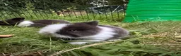 Mixed Breed rabbits for sale: 3 baby rabbits ready for reservation  - Advert 7