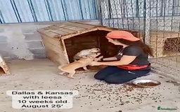 Mixed Breed dogs for adoption: Dallas, 6 months approx. Available for adoption. - Image 12