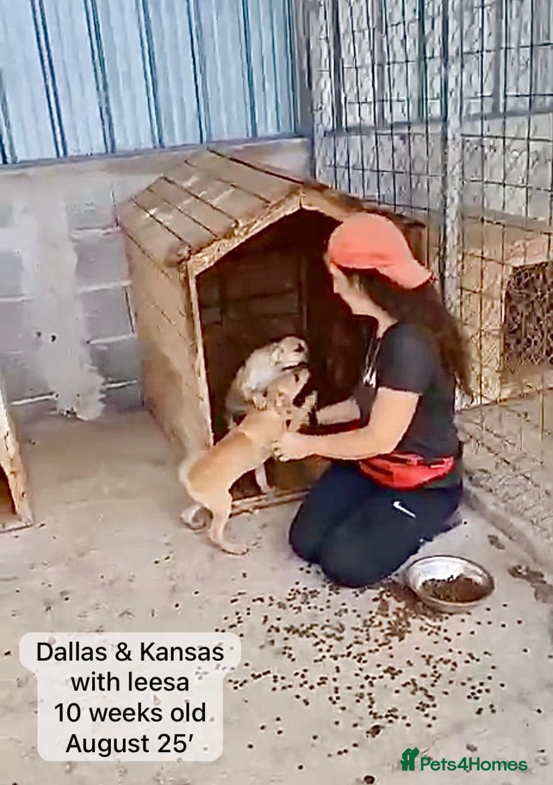 Mixed Breed dogs for adoption: Dallas, 6 months approx. Available for adoption. - Image 12