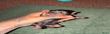Dachshund 5
