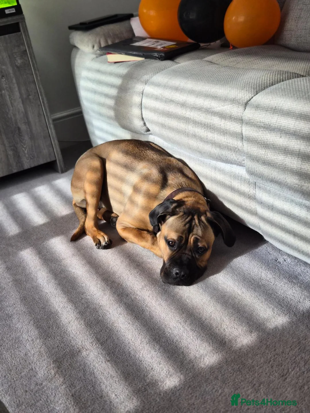 Cane Corso dogs for sale: Cane Corso 18 Month old Female - Advert 5