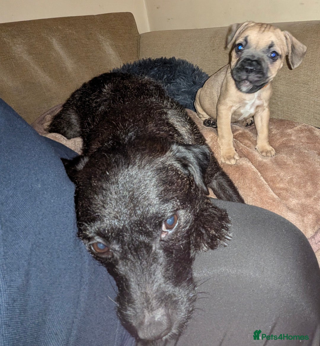 Mixed Breed dogs for sale: Puppy Northern Ireland  - Advert 7