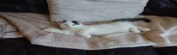 Mixed Breed cats for sale: Kittens ready to leave now  - Advert 2