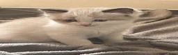 Mixed Breed cats for sale: Adorable fluffy ragdoll x kittens in Okehampton - Advert 8
