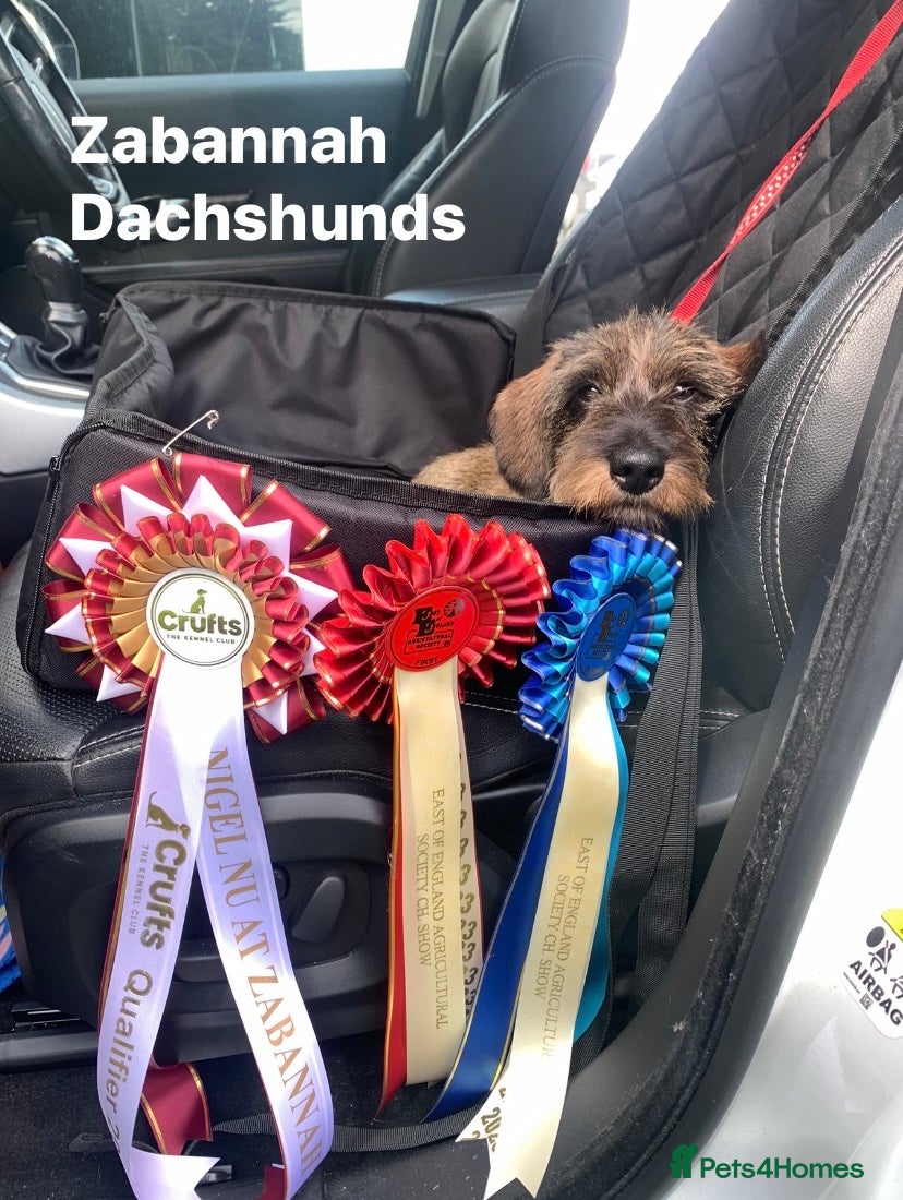 Dachshund dogs Miniature Wirehaired Dachshund Stud Dog in Spalding - Advert 4