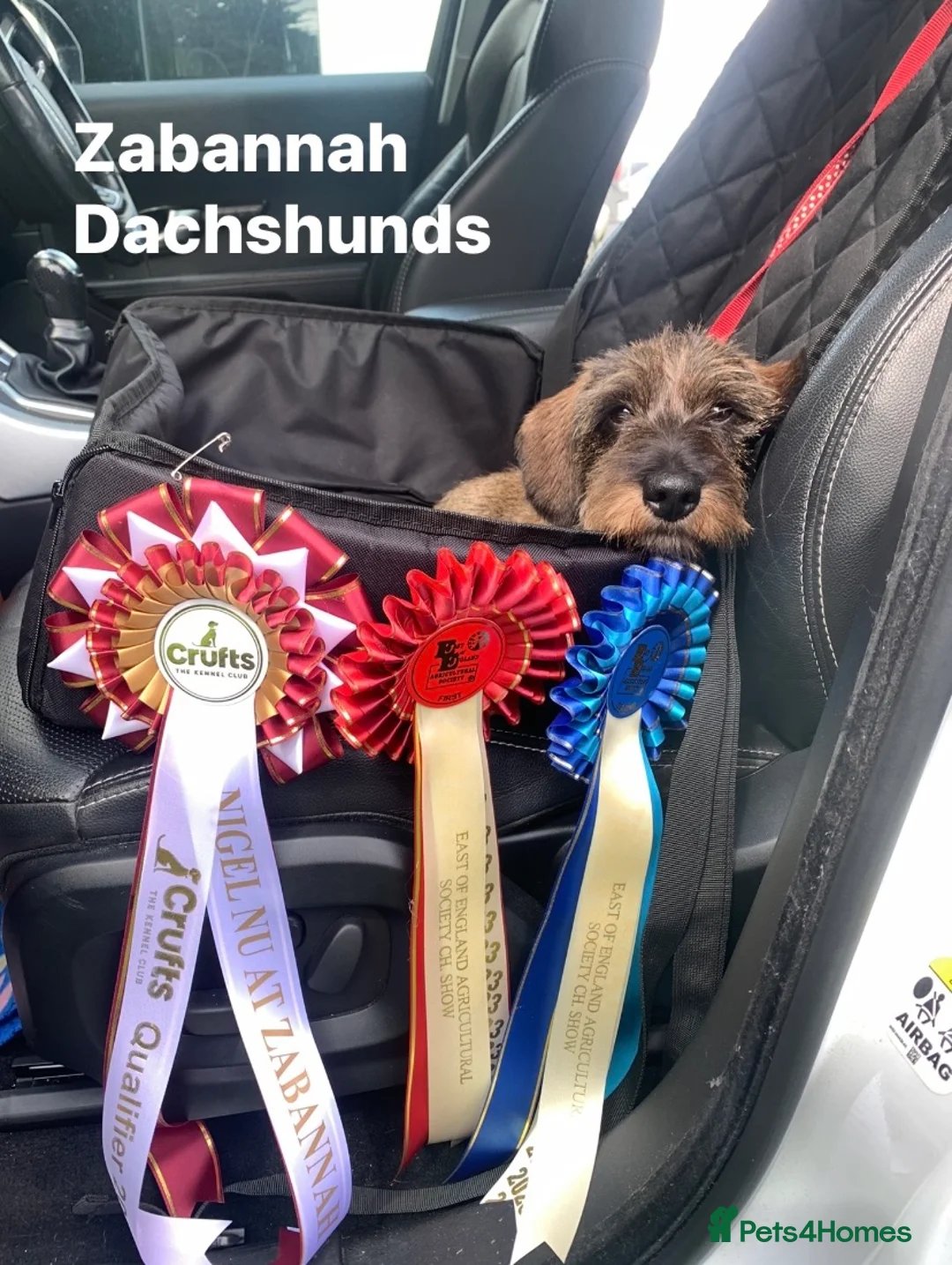 Dachshund dogs for stud: Miniature Wirehaired Dachshund Stud Dog in Spalding - Advert 1