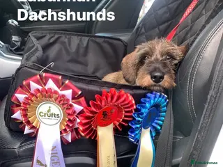 Dachshund dogs Miniature Wirehaired Dachshund Stud Dog in Spalding - Advert 17
