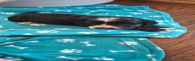 Cockapoo 1