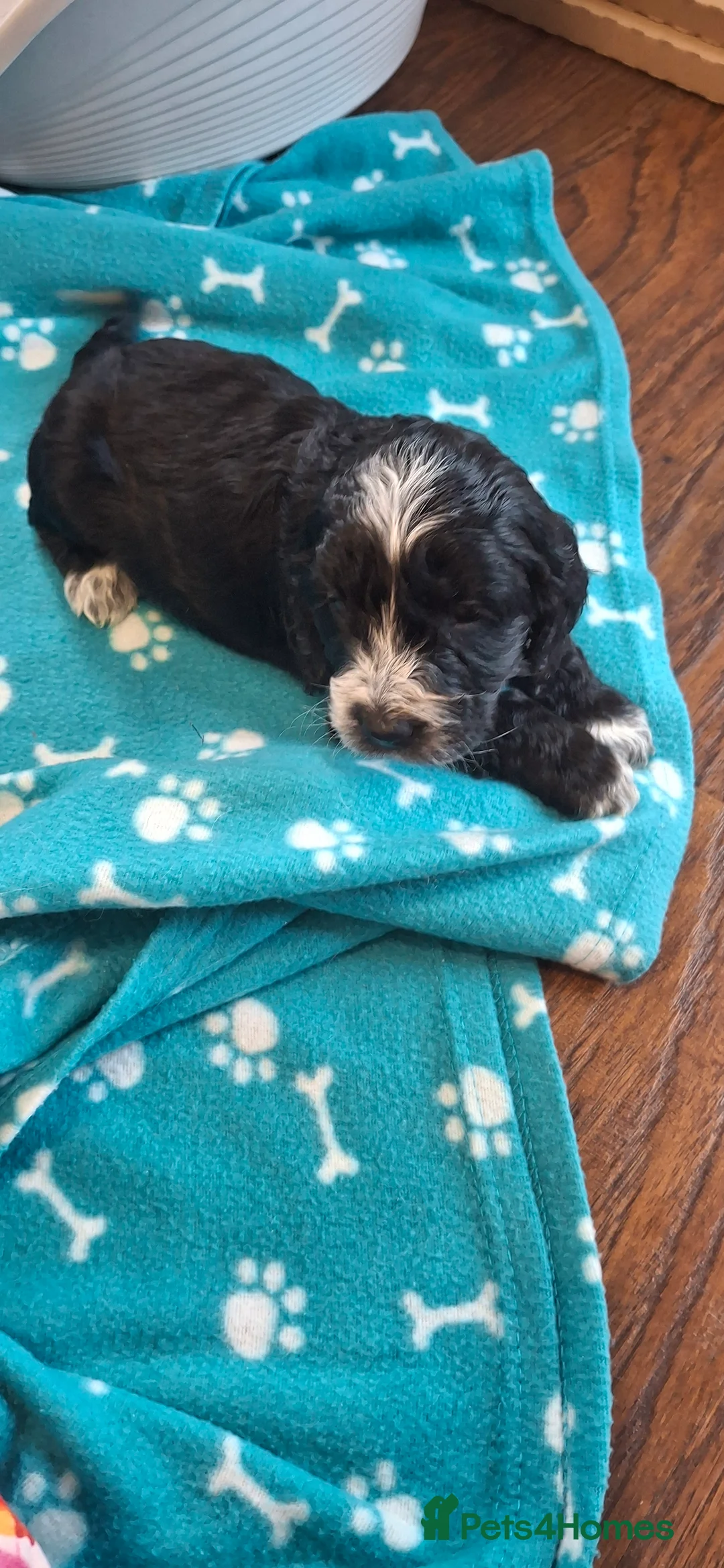 Cockapoo dogs for sale: Cockerpoos - Advert 9