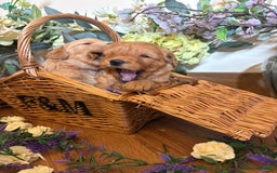 Mini Goldendoodle dogs for sale: Health tested Minature dark red/golden doodles  - Image 20