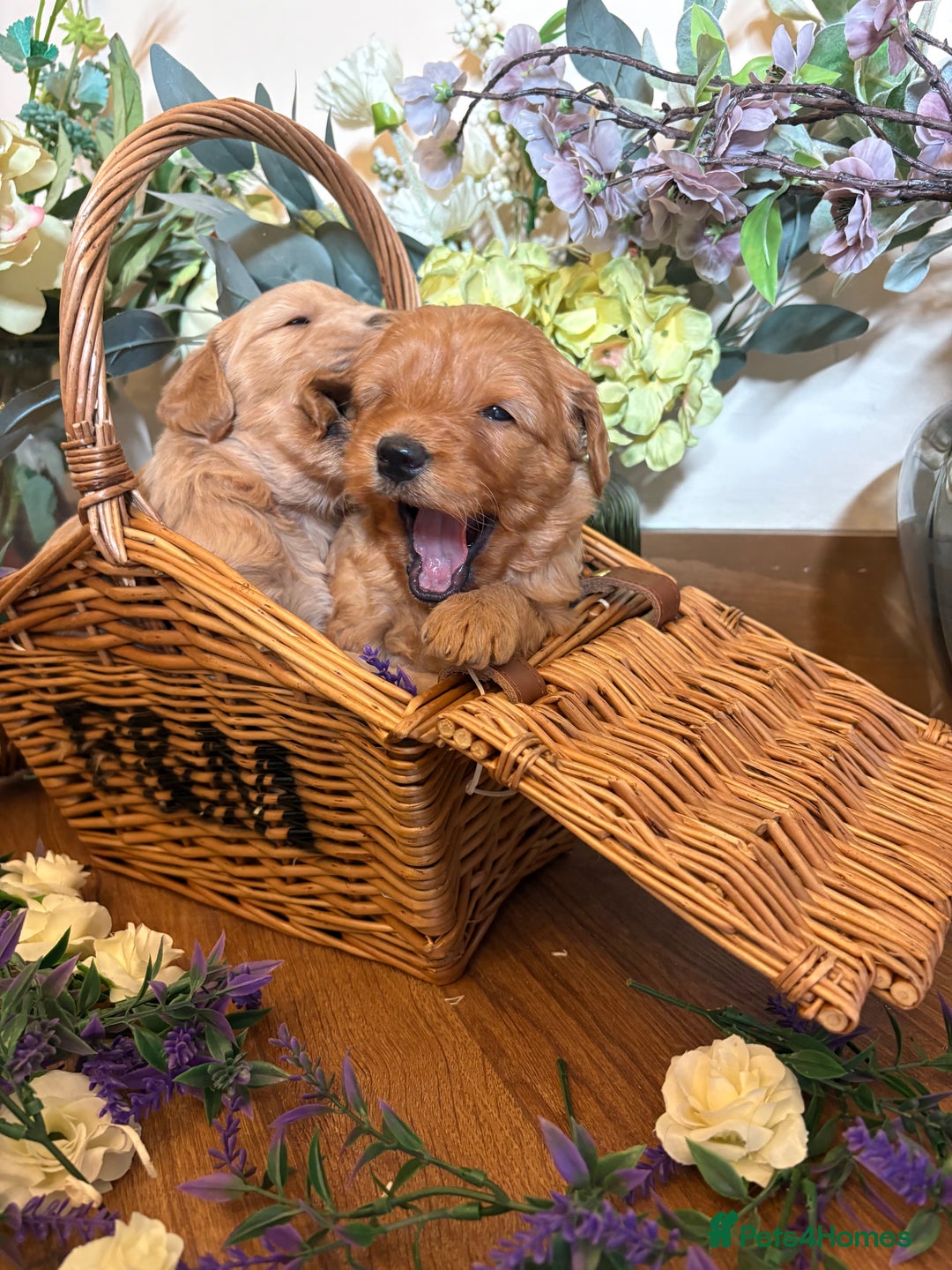 Mini Goldendoodle dogs for sale: Health tested Minature dark red/golden doodles  - Image 20