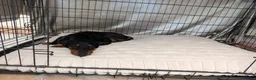 Dobermann dogs for sale: Doberman female puppy  in Birmingham - Advert 4