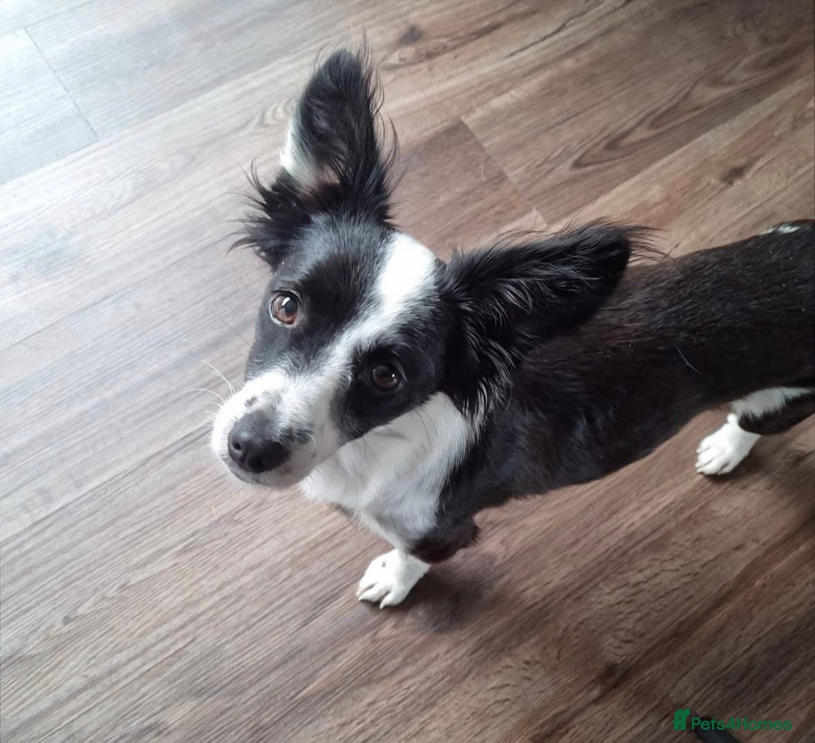 Mixed Breed dogs 🐾 Gia 🐾 - Advert 7