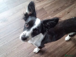 Mixed Breed dogs 🐾 Gia 🐾 - Advert 1