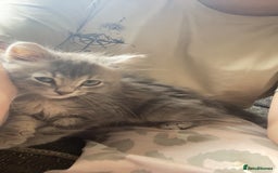 British Longhair cats for sale: Beautiful grey kitten  - Image 6