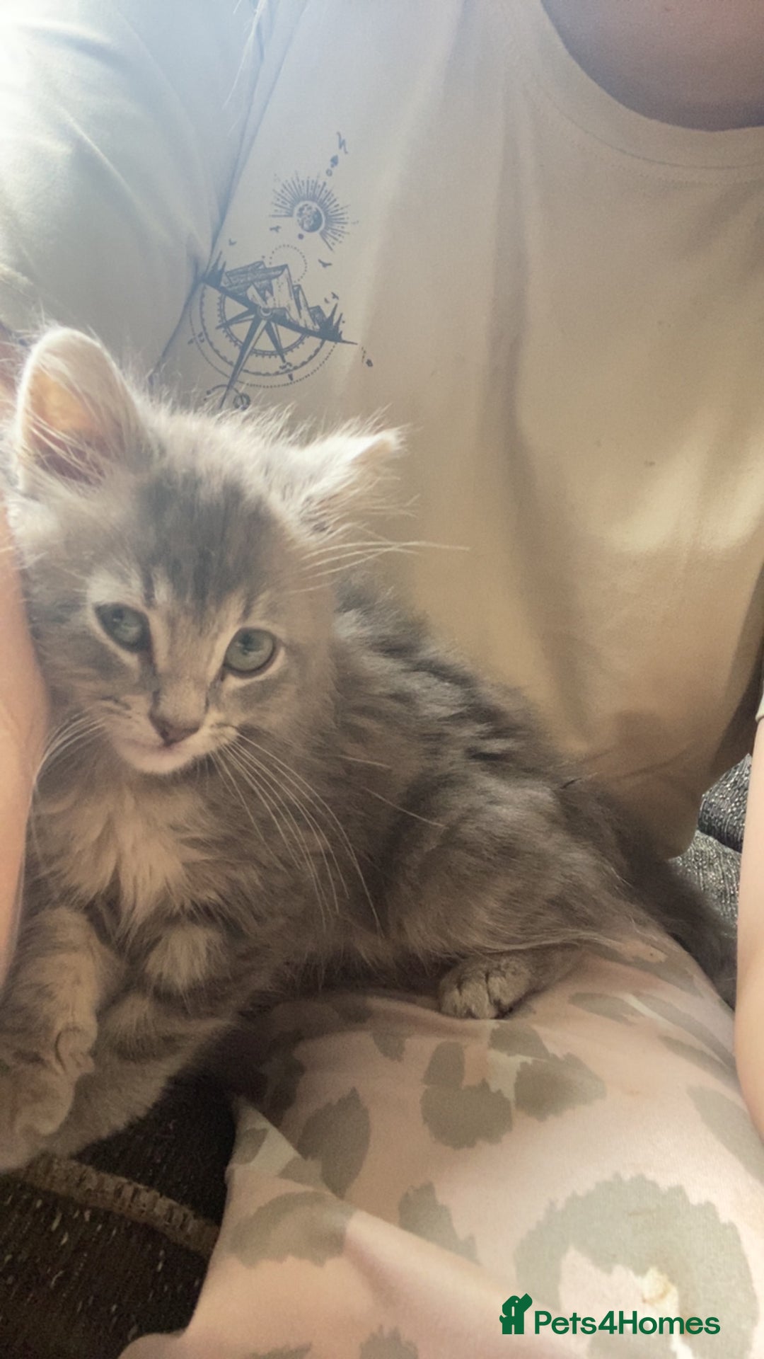 British Longhair cats for sale: Beautiful grey kitten  - Image 6