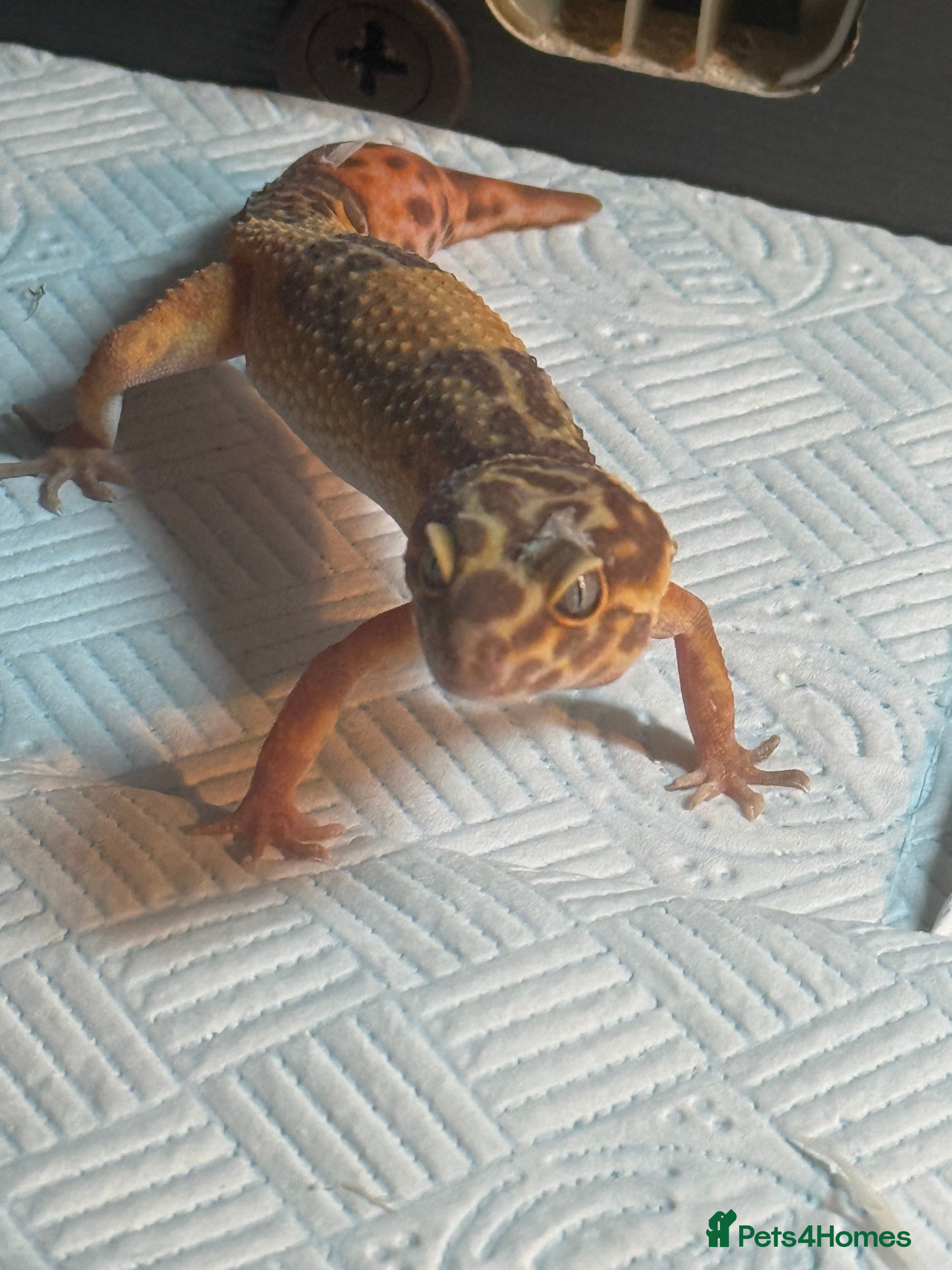 Leopard Gecko reptiles 2 leopard geckos  - Advert 1