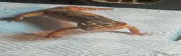 Leopard Gecko reptiles for sale: 2 leopard geckos  - Advert 1