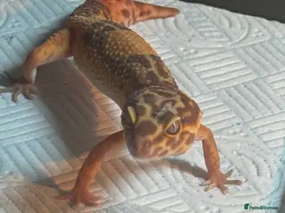 Leopard Gecko reptiles 2 leopard geckos - Advert 1