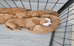 Mixed Breed dogs for sale: F2 Cockapoo's  - Image 13