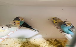 Budgerigars birds for sale: Stunning baby rainbow/pied budgies  in Luton - Image 15