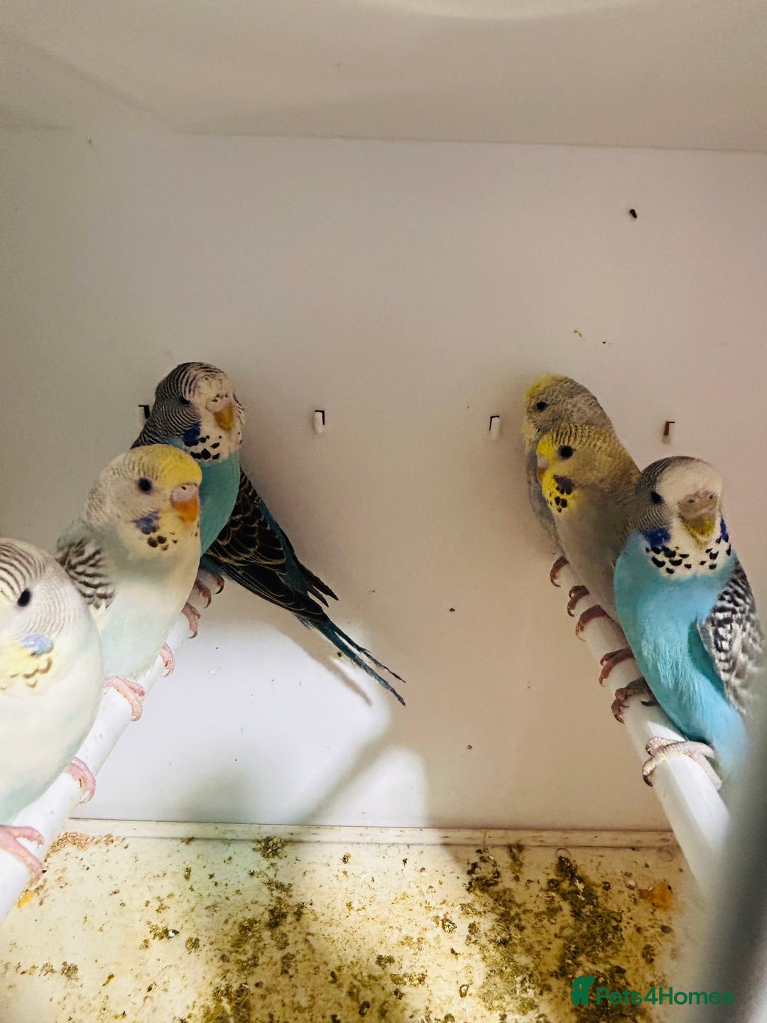 Budgerigars birds for sale: Stunning baby rainbow/pied budgies  in Luton - Image 15