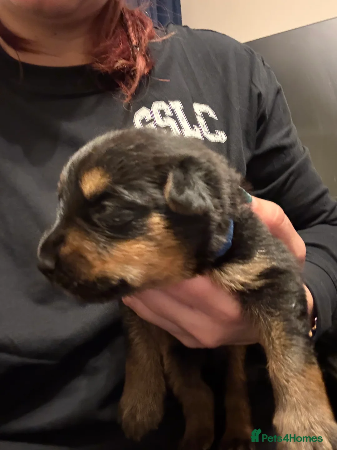 Mixed Breed dogs for sale: Shepweiler Puppies (GSD x Rottie) - Advert 12