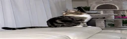 Mixed Breed cats for sale: Adorable Kittens Looking for Loving Homes!  - Advert 4