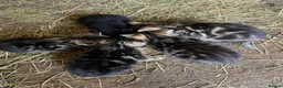 Mixed Breed cats for sale: Kittens for sale  in Craigavon - Advert 1