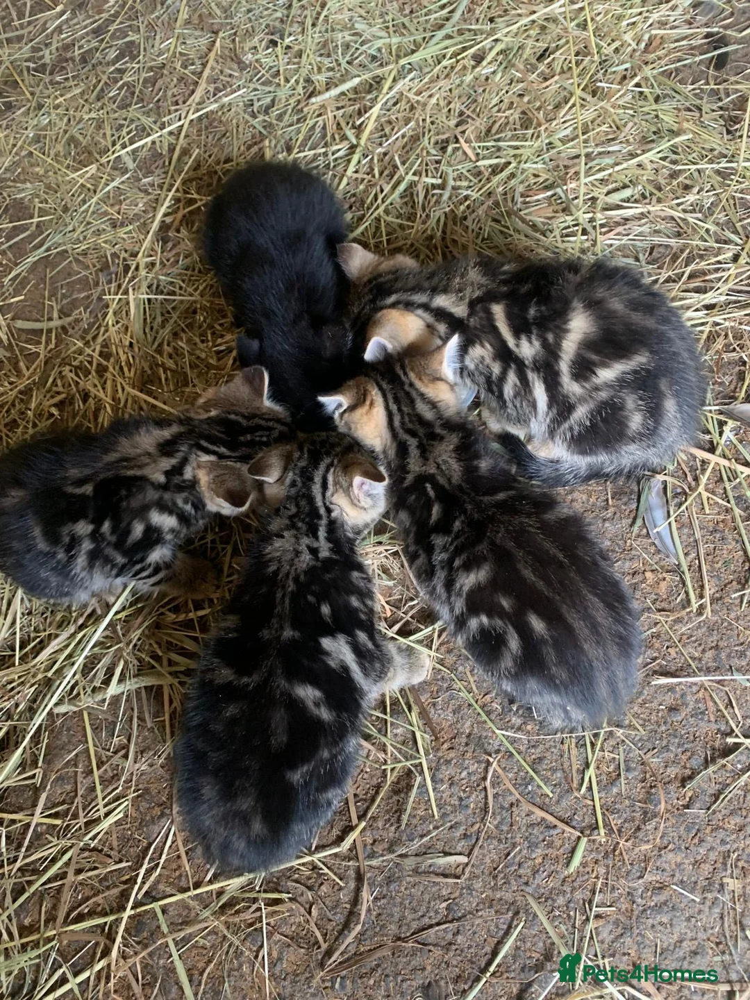 Mixed Breed cats for sale: Kittens for sale  in Craigavon - Advert 1