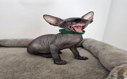 Sphynx cats for sale: TICA registered Canadian sphynx  - Image 17