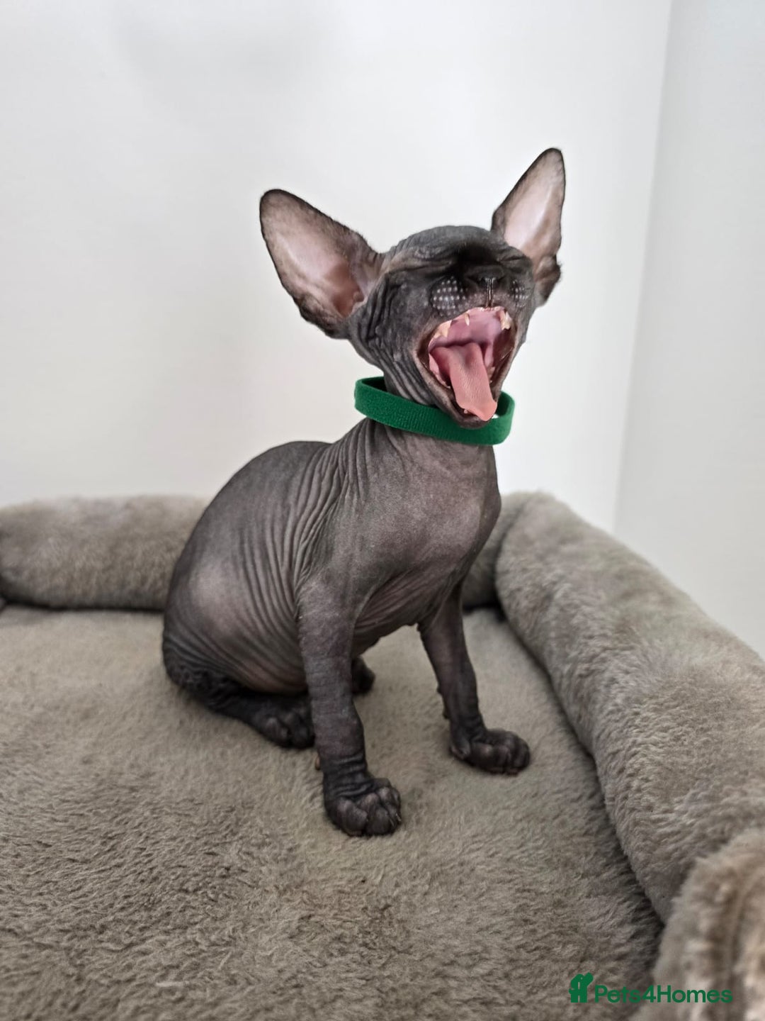 Sphynx cats for sale: TICA registered Canadian sphynx  - Image 17