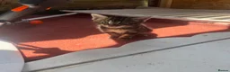 Mixed Breed cats for sale: Kittens for sale  - Advert 8
