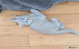 Scottish Fold cats for sale: Scottish fold kittens are looking for family🥰 - Image 8