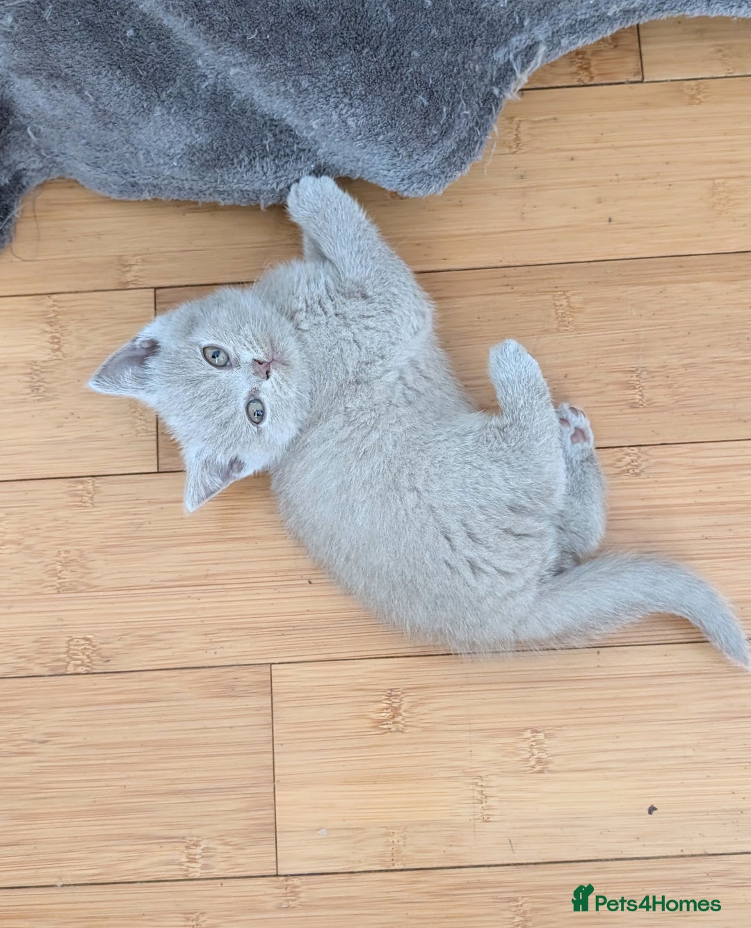 Scottish Fold cats for sale: Scottish fold kittens are looking for family🥰 - Image 8