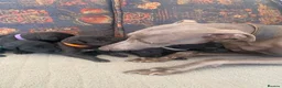Mixed Breed dogs for sale: Bedlington x Whippet puppies - Advert 7
