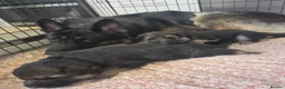 German Shepherd dogs for sale: German Shepherd Pups in Newcastle - Advert 11