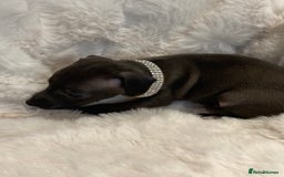 Italian Greyhound dogs for sale: Italian Greyhound Puppies - Image 5