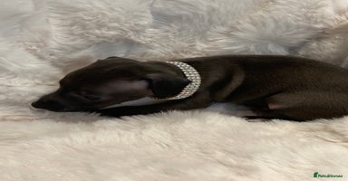 Italian Greyhound dogs - Advert 1