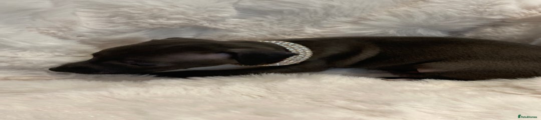 Italian Greyhound Puppy 5