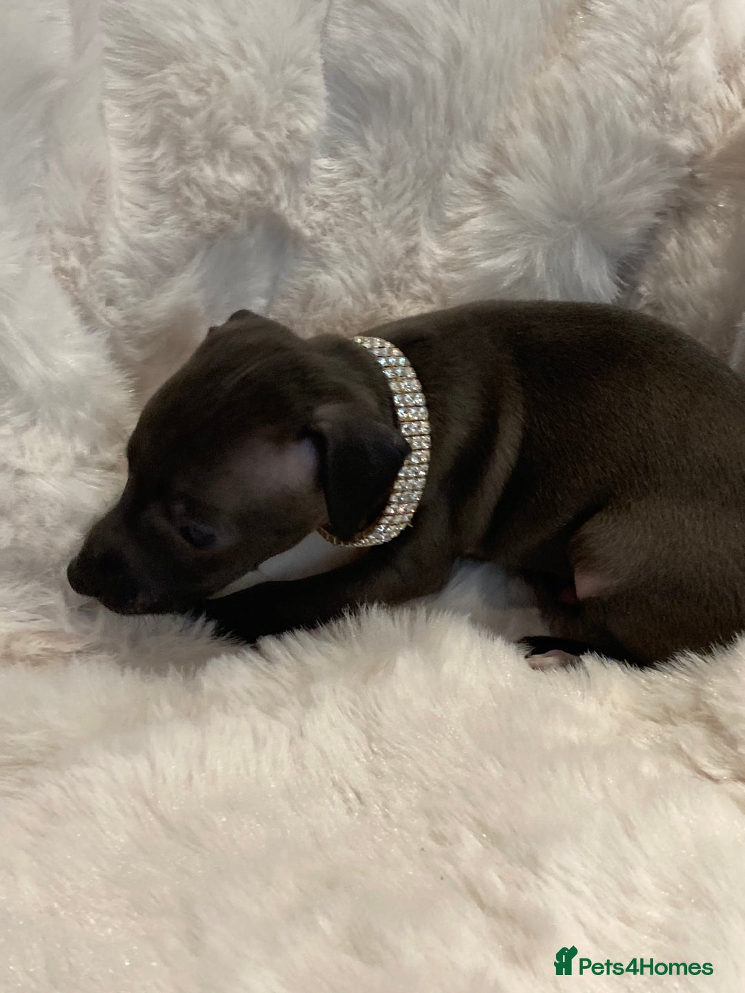 Italian Greyhound dogs for sale: Italian Greyhound Puppies - Image 5