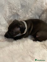 Italian Greyhound dogs - Advert 4