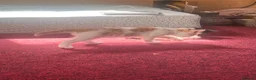 Mixed Breed cats for sale: Three beautiful kittens ready for new homes - Advert 2