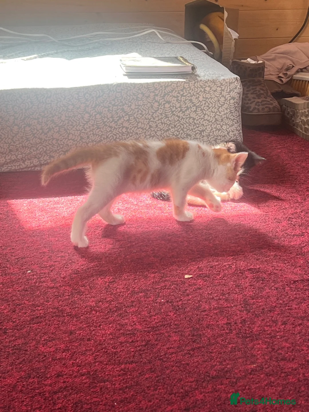 Mixed Breed cats for sale: Three beautiful kittens ready for new homes - Advert 2