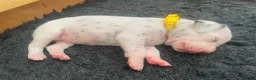 Dalmatian dogs for sale: Exceptional KC Liver Spotted Dalmatian Puppies in Worcester - Advert 19