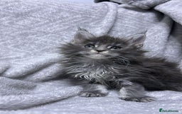 Maine Coon cats for sale: maine coon  - Advert 1