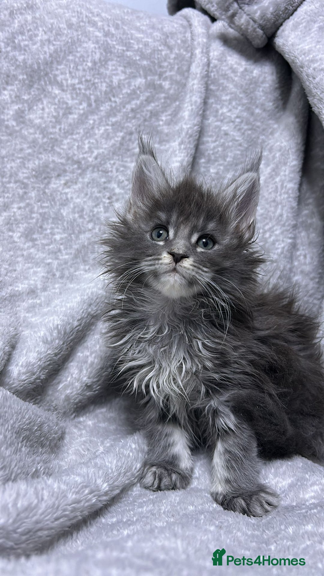 Maine Coon cats for sale: maine coon  - Advert 1