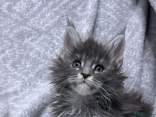 Maine Coon cats for sale: maine coon - Advert 1